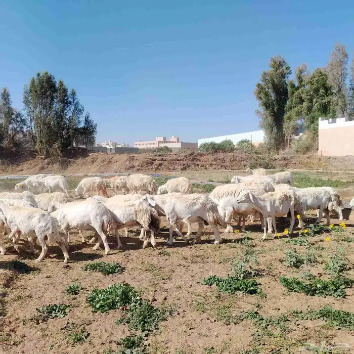 غنم تربية صنف جروم طيبة 7