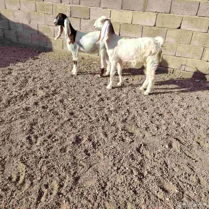 جفار العدد 2 مشاريك عمارهن 4 لا 5 شهر سليمات من اي مرض 1