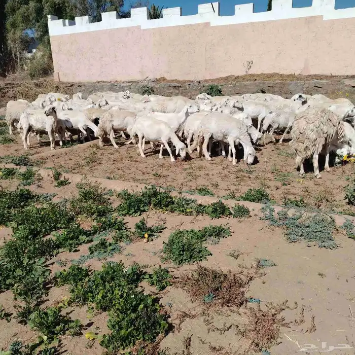 غنم تربية صنف جروم طيبة 1