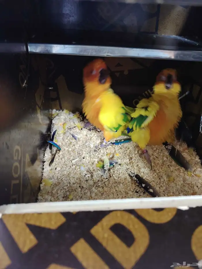 صن كنيور شمسي صبغه قويه (تم البيع خارج الموقع) 3