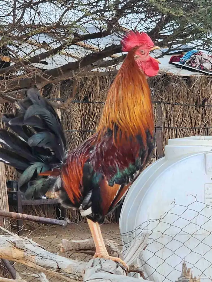 ديك عربي قديم مع دجاجتين بلدي 5