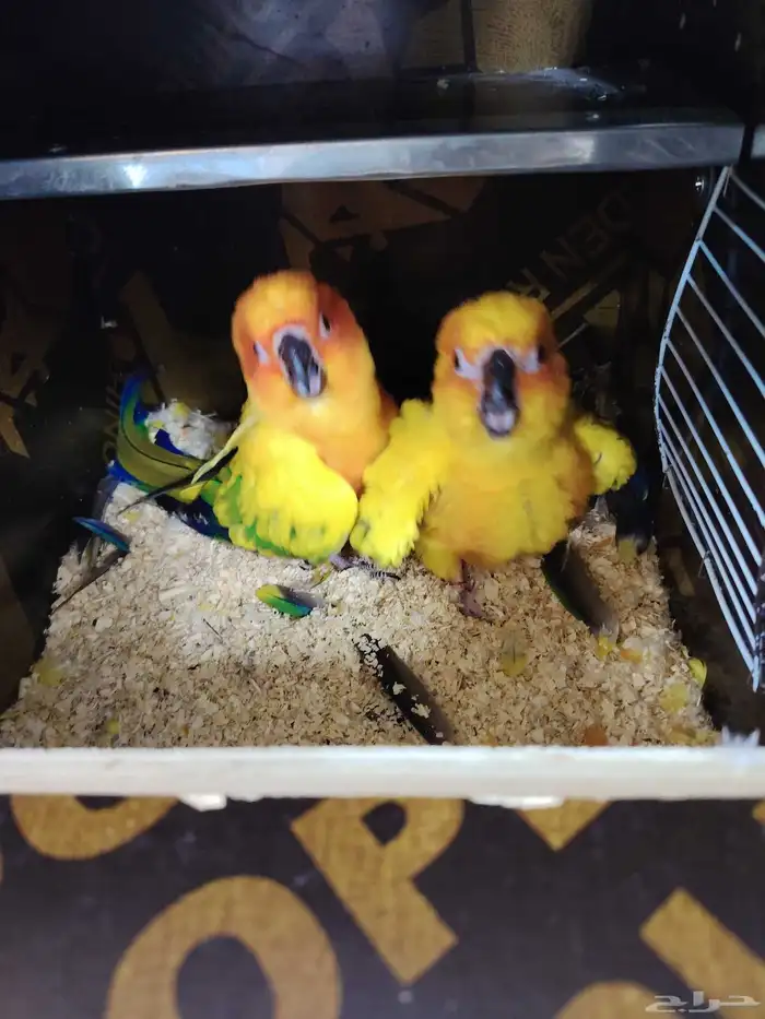 صن كنيور شمسي صبغه قويه (تم البيع خارج الموقع) 0