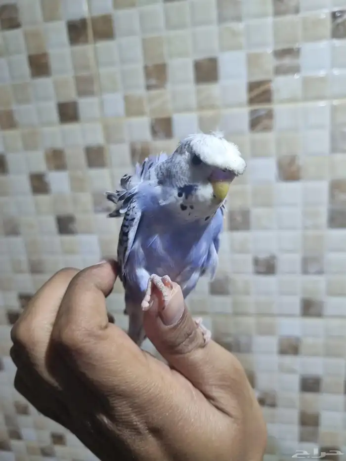 فردات هوقو وانجليزي 14