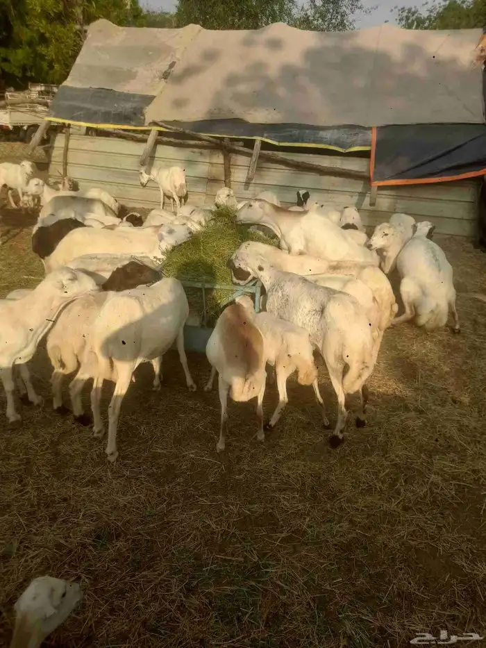 يوجد لدينا ضان رفيددات مولدات ودفيع 1