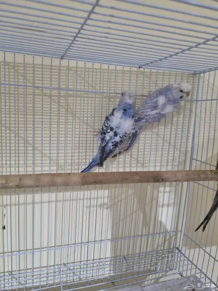 فردات هوقو وانجليزي 9