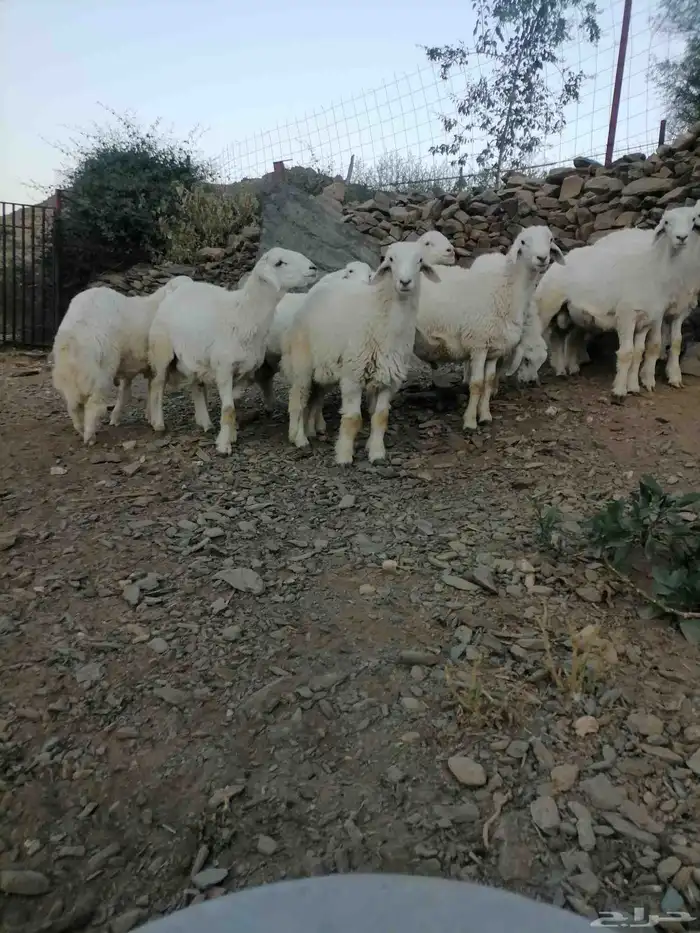 طليان للبيع 1