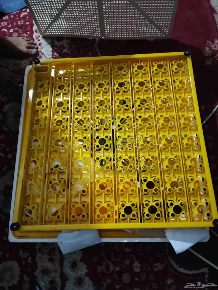 فقاسه عسوم 4