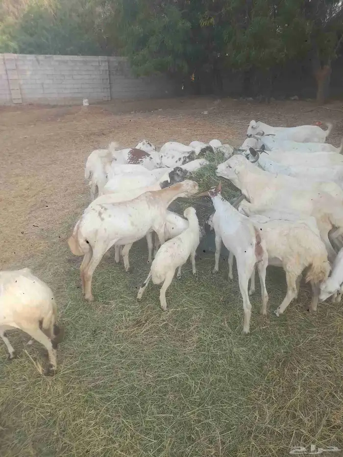 يوجد لدينا ضان رفيددات مولدات ودفيع 0