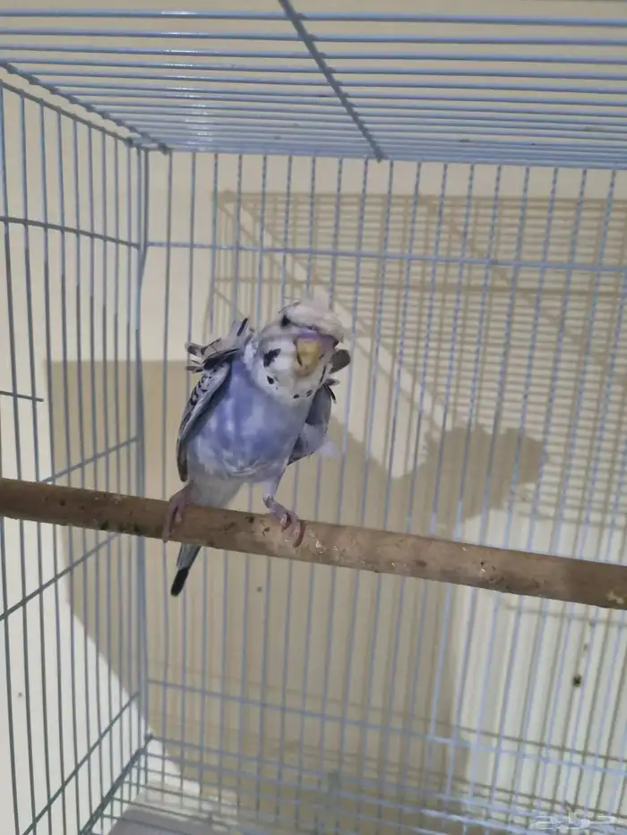 فردات هوقو وانجليزي 10