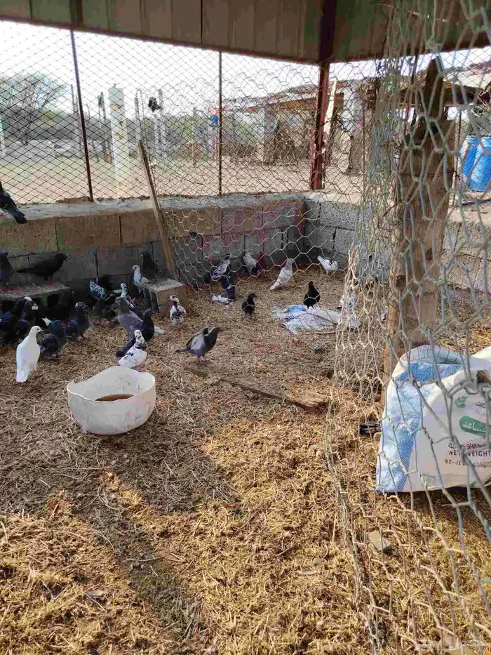 حمام للبيع العدد 48 حبه 1