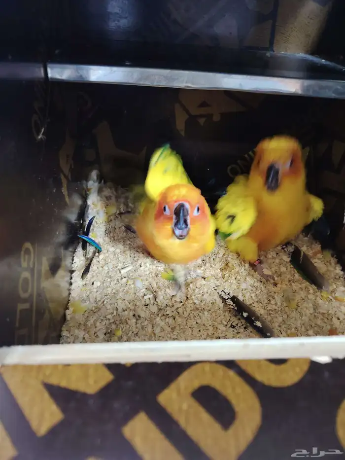 صن كنيور شمسي صبغه قويه (تم البيع خارج الموقع) 2