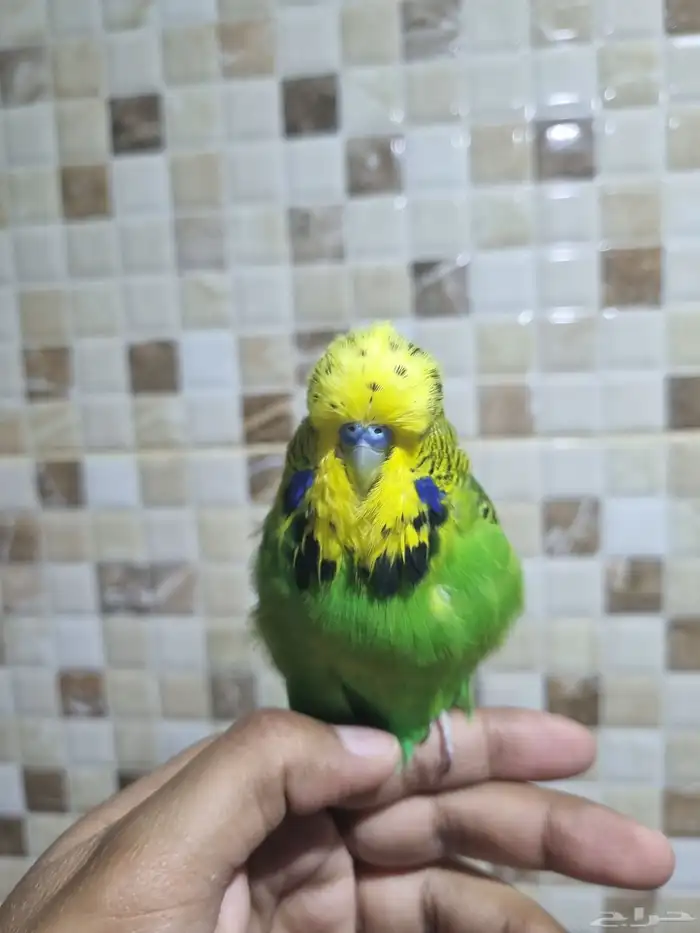 فردات هوقو وانجليزي 1