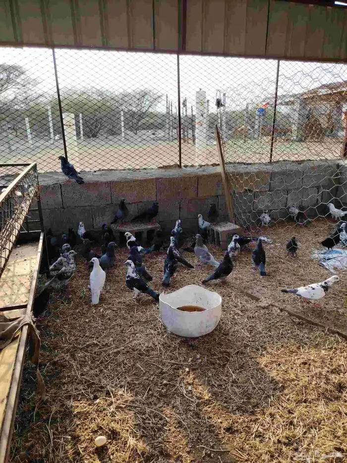 حمام للبيع العدد 48 حبه 2