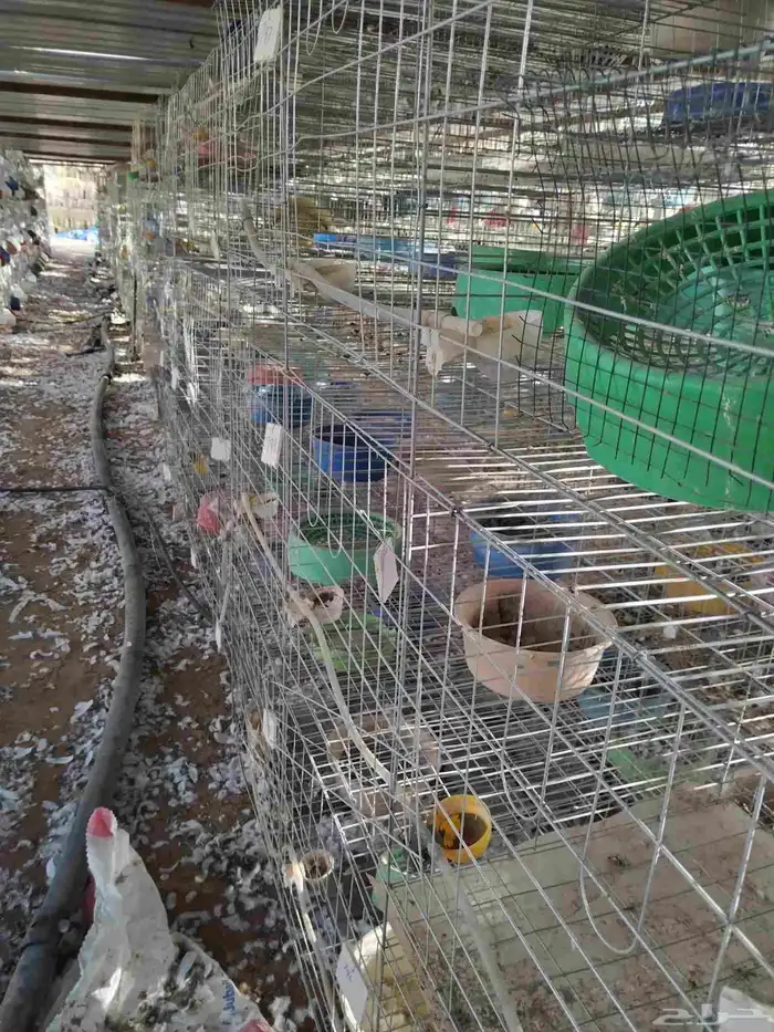 حمام فرنسي محاكرعدد230 جوزشرط منتج 600محكرفاضي 4