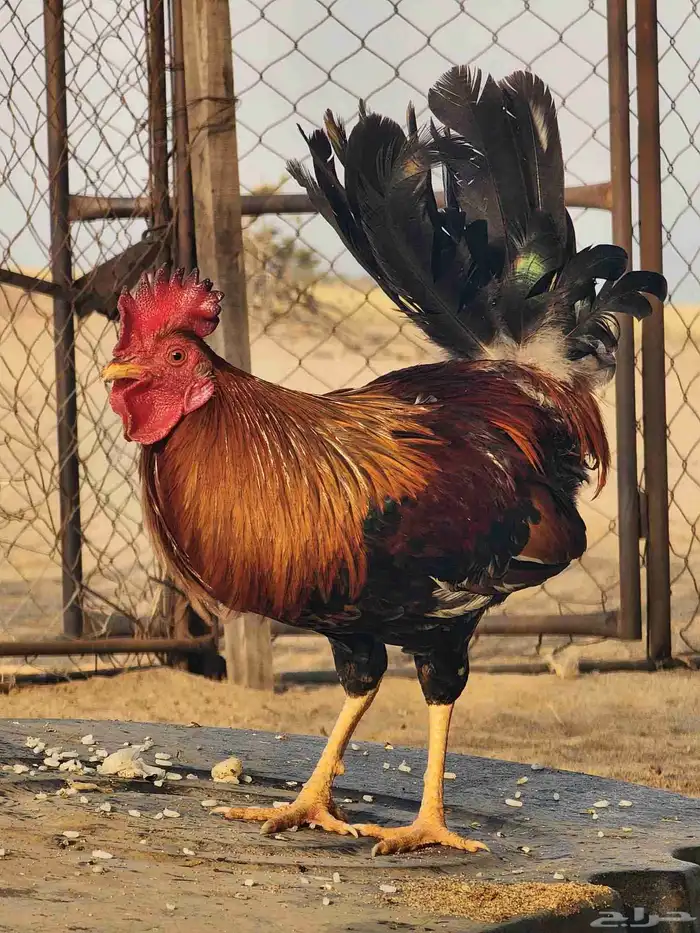 ديك عربي قديم مع دجاجتين بلدي 0