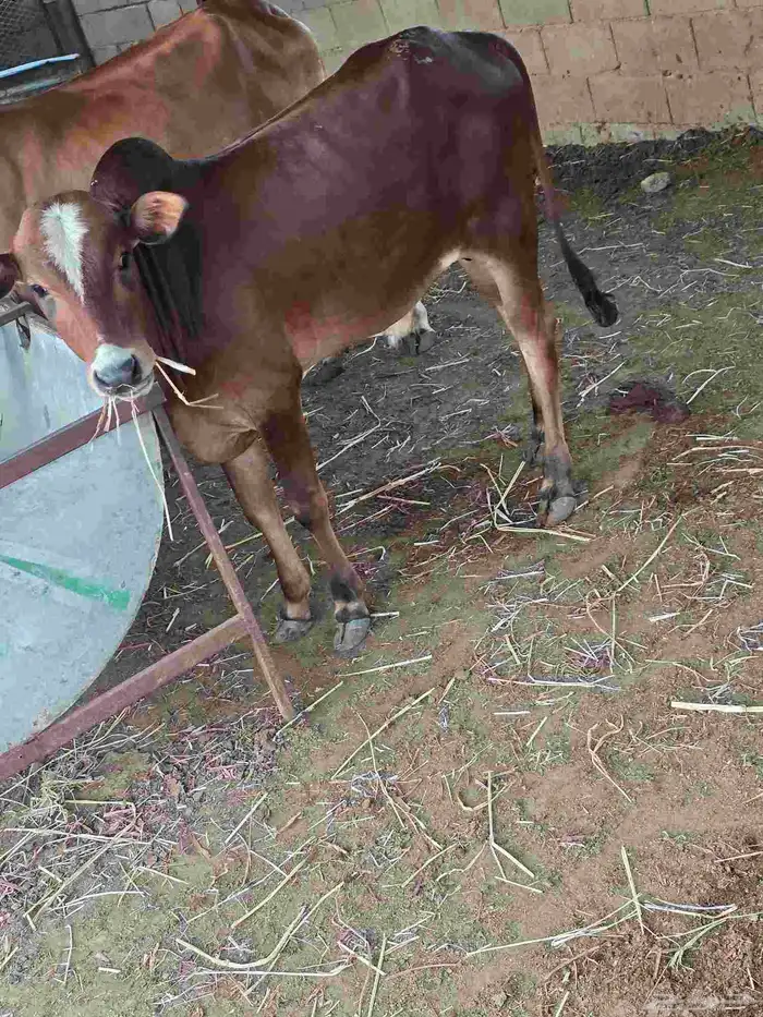 ( تم البيع ) حسيل بلدي انتاج المزرعه العمر 8 شهور 0