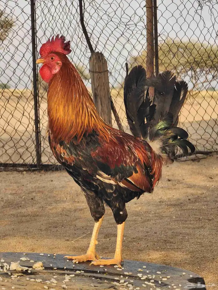 ديك عربي قديم مع دجاجتين بلدي 2