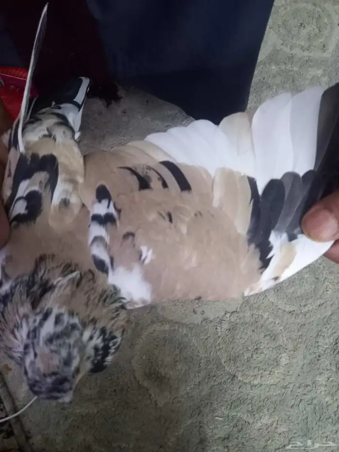 حمام باكستاني نادر من اللون ذكر فخل 3