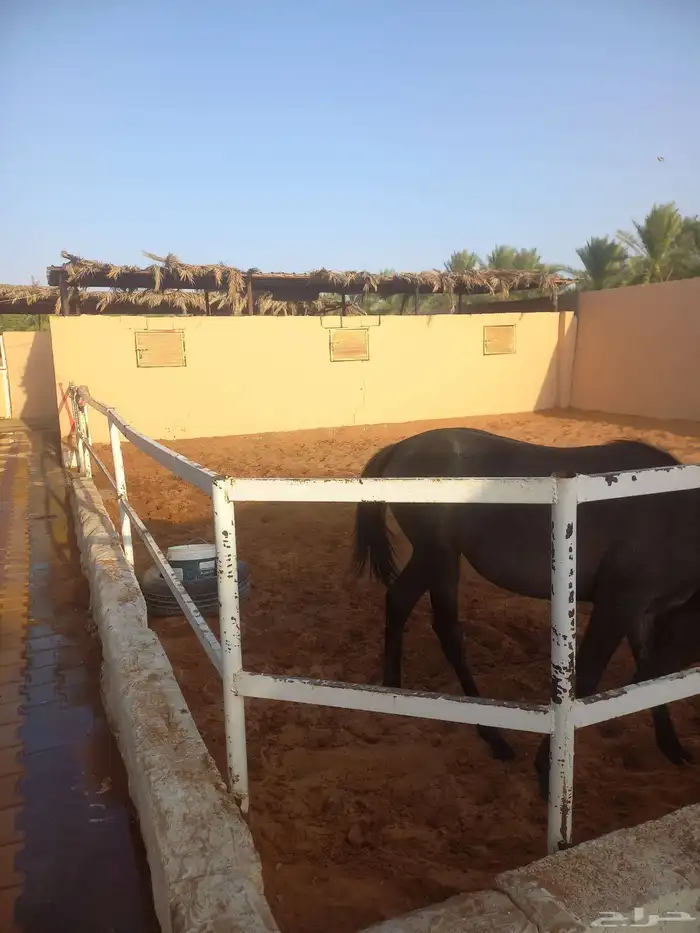 مربط العفار لخدمات الخيل 4