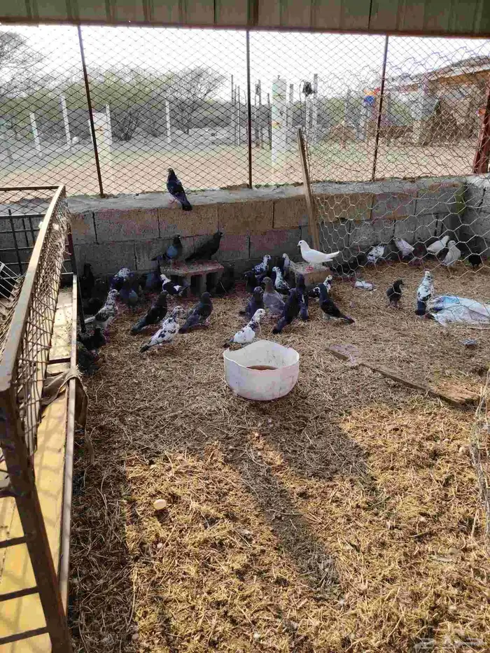 حمام للبيع العدد 48 حبه 0