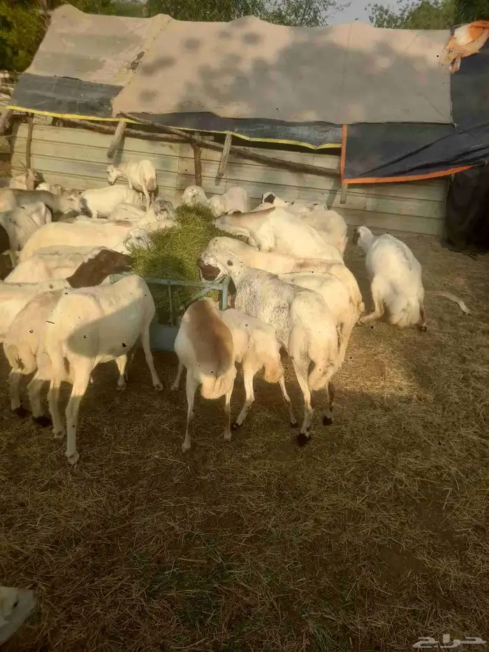 يوجد لدينا ضان رفيددات مولدات ودفيع 2