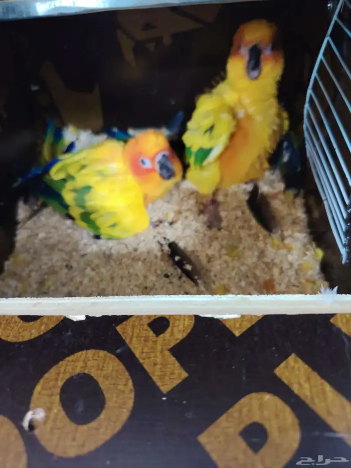 صن كنيور شمسي صبغه قويه (تم البيع خارج الموقع) 1