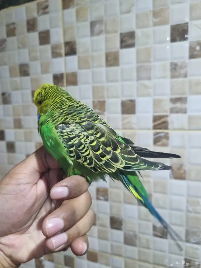 فردات هوقو وانجليزي 4