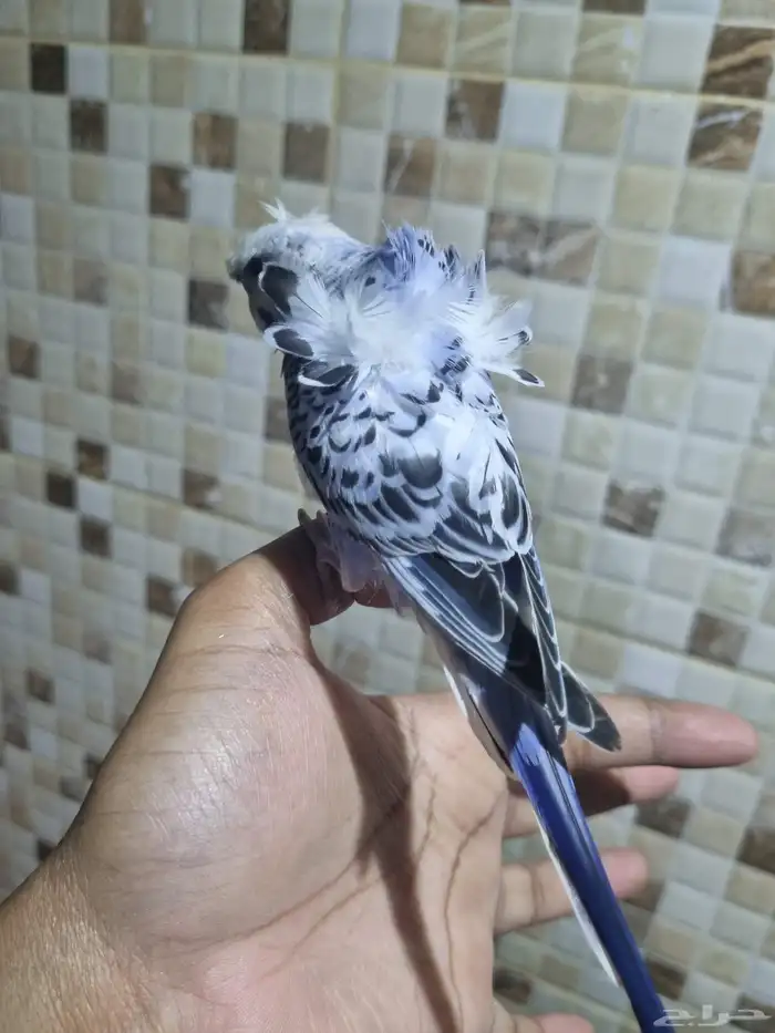 فردات هوقو وانجليزي 13