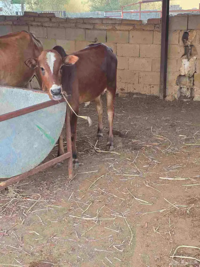 ( تم البيع ) حسيل بلدي انتاج المزرعه العمر 8 شهور 2