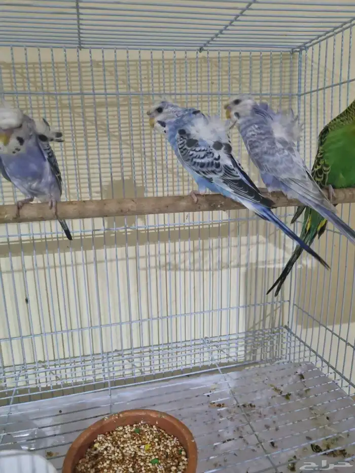 فردات هوقو وانجليزي 6