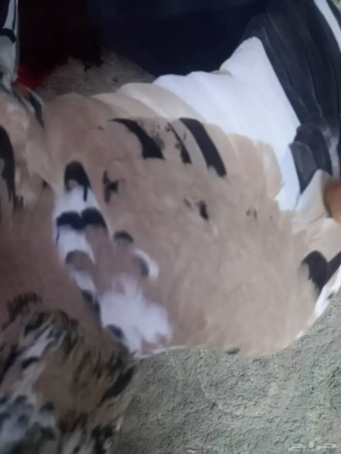 حمام باكستاني نادر من اللون ذكر فخل 8