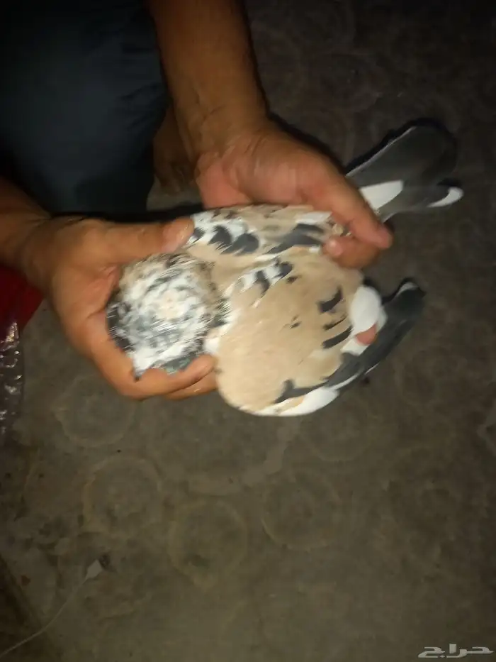 حمام باكستاني نادر من اللون ذكر فخل 1