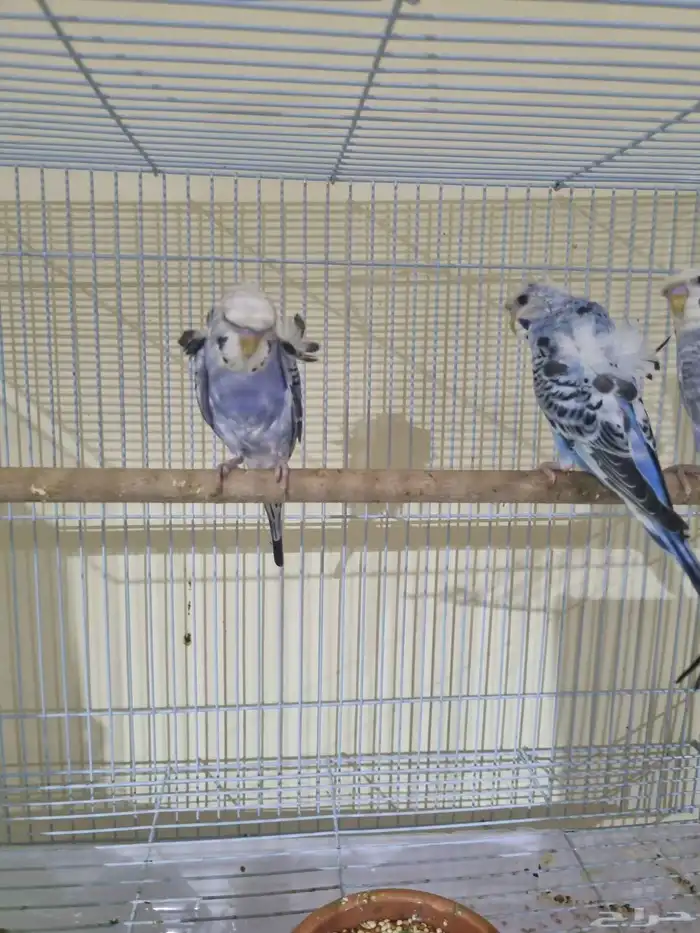 فردات هوقو وانجليزي 5