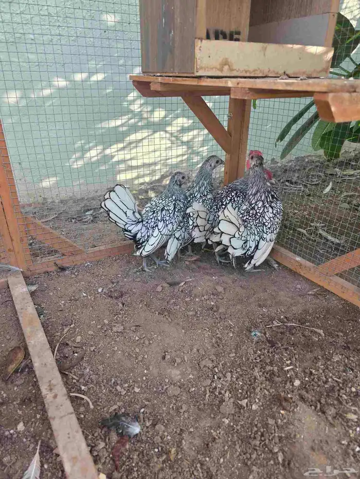 دجاج سبرايت شبابي إنتاج خوارج   تم البيع 3