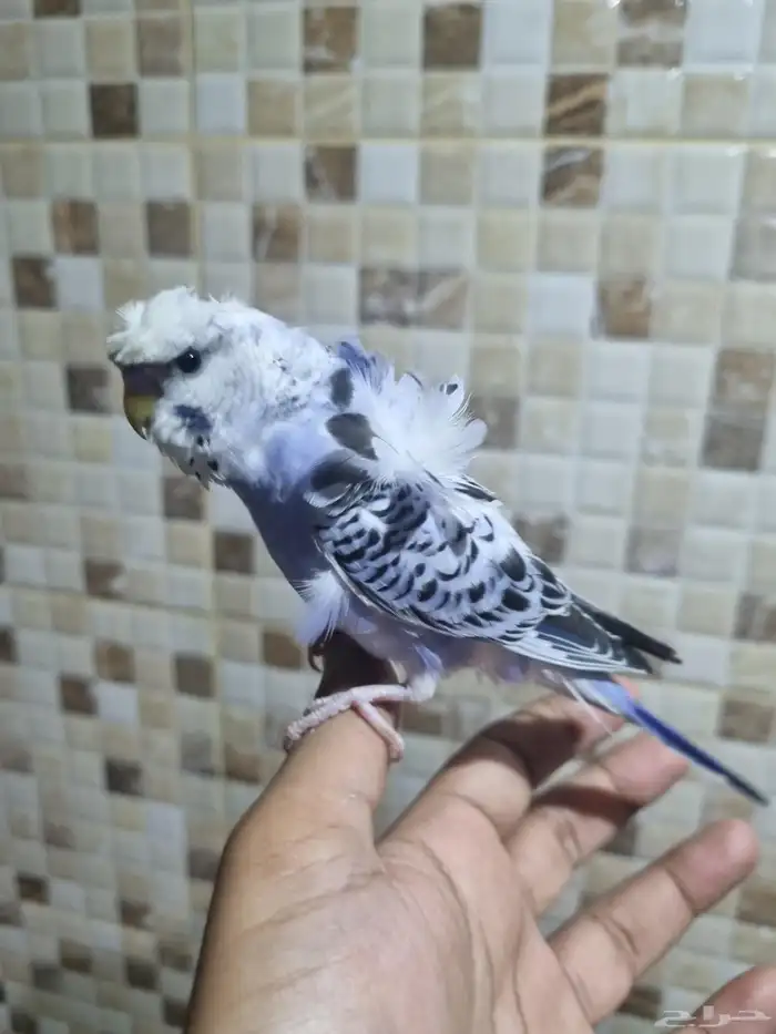 فردات هوقو وانجليزي 15