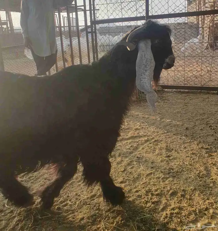 تيوس عارضي عدد 2 0