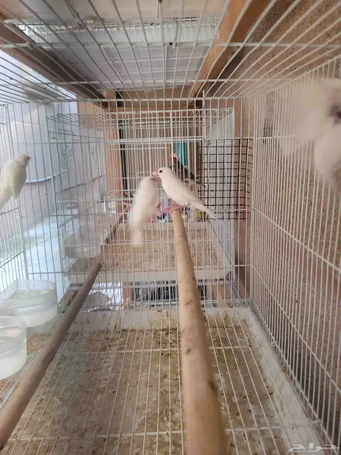 طيور جاوا فنش 0