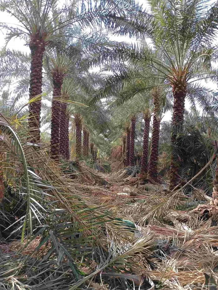 يوجد لدينا نخل تكريب هلال من مترين لا 6م 0