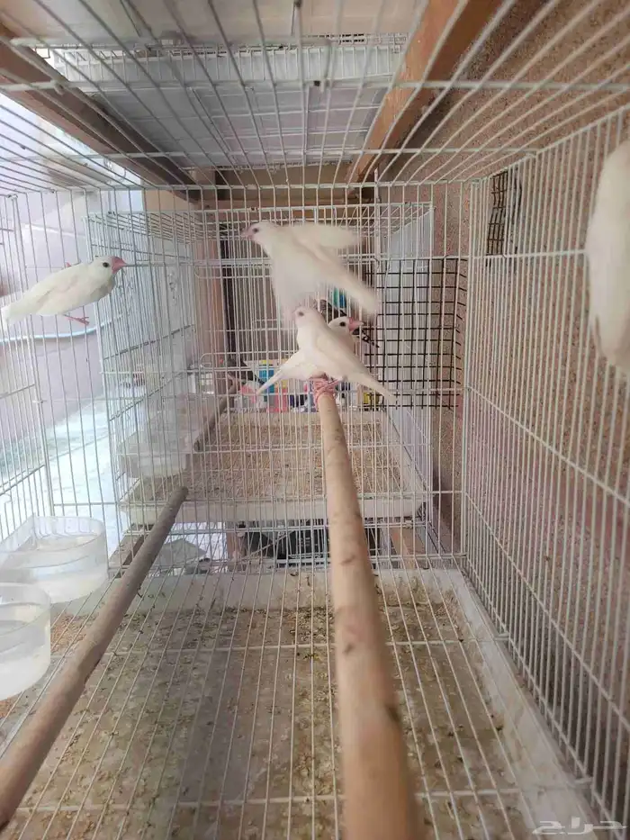 طيور جاوا فنش 1