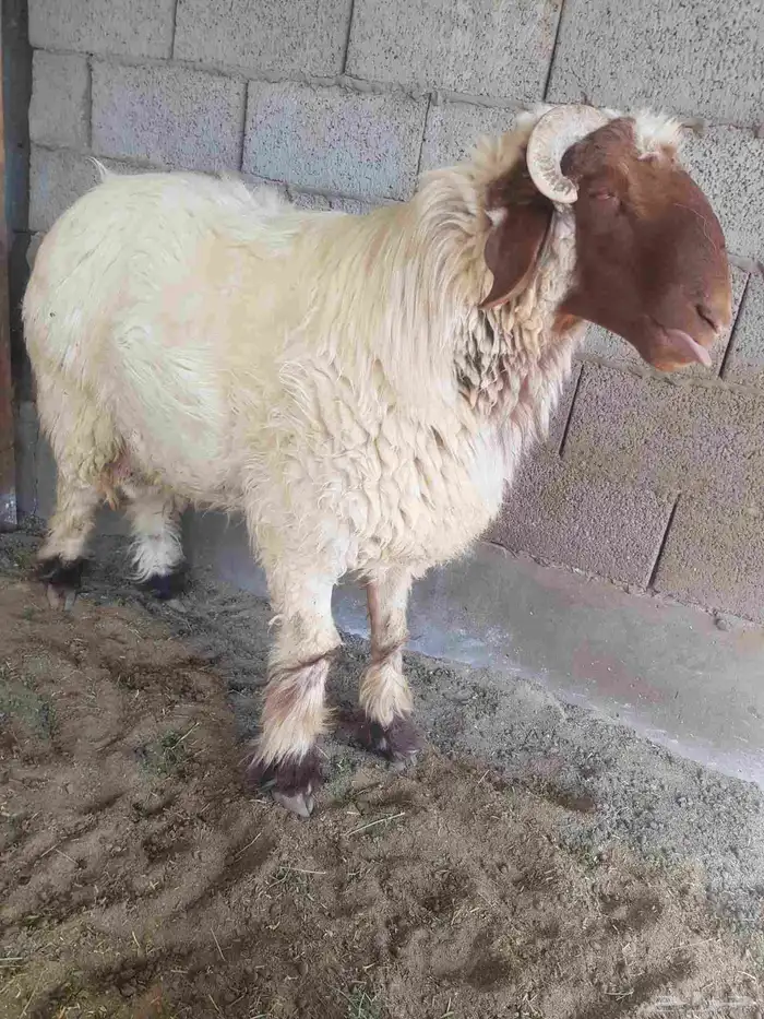فحل رباع 3
