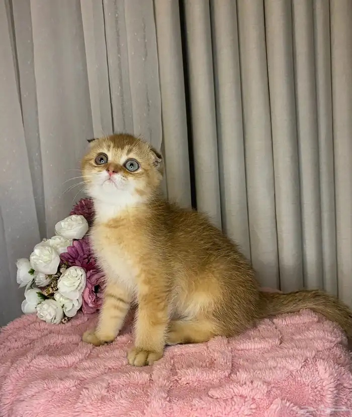 قطط سكوتش تربل فولد للبيع 0