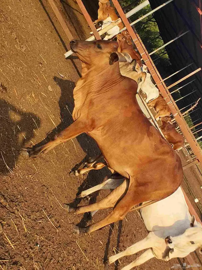 أعراض لكم بقر ثنتين جواميس وثنتين بلدي 2