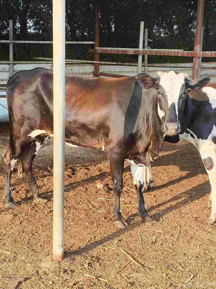 أعراض لكم بقر ثنتين جواميس وثنتين بلدي 1