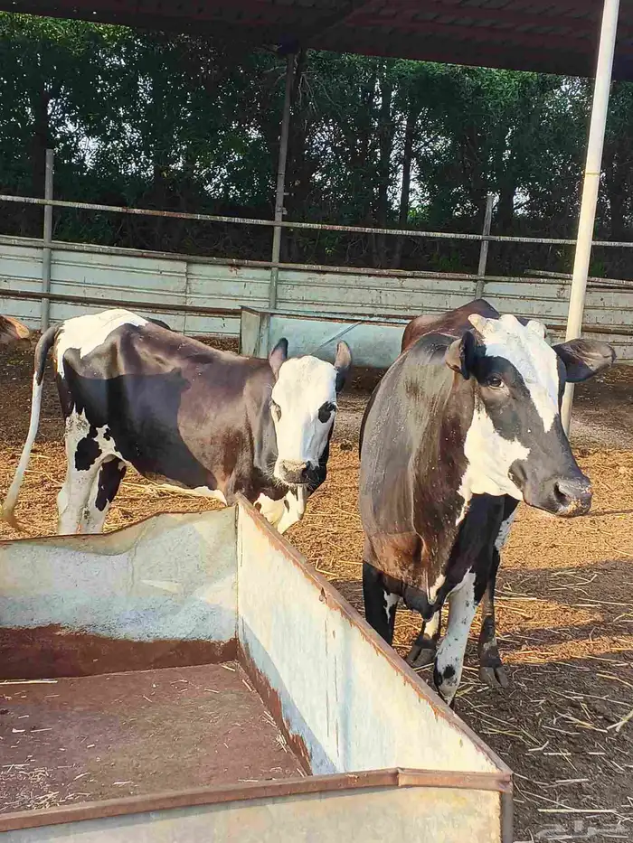 أعراض لكم بقر ثنتين جواميس وثنتين بلدي 9