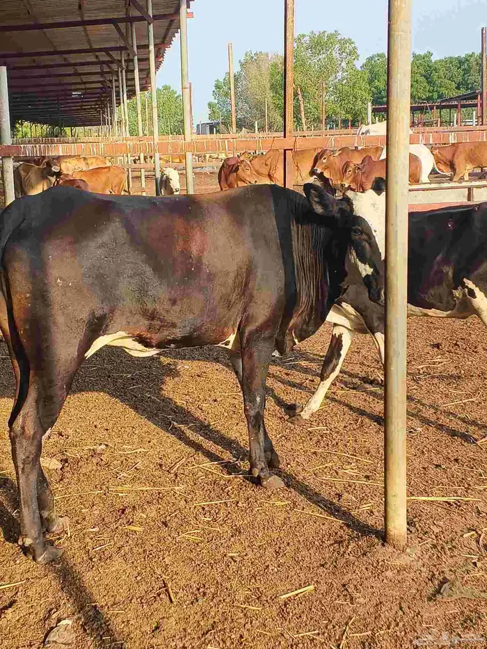 أعراض لكم بقر ثنتين جواميس وثنتين بلدي 5