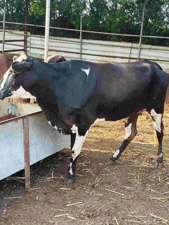 أعراض لكم بقر ثنتين جواميس وثنتين بلدي 0