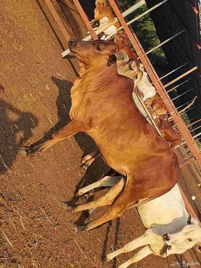 أعراض لكم بقر ثنتين جواميس وثنتين بلدي 3
