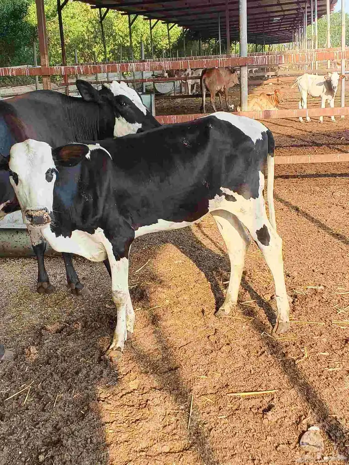 أعراض لكم بقر ثنتين جواميس وثنتين بلدي 8