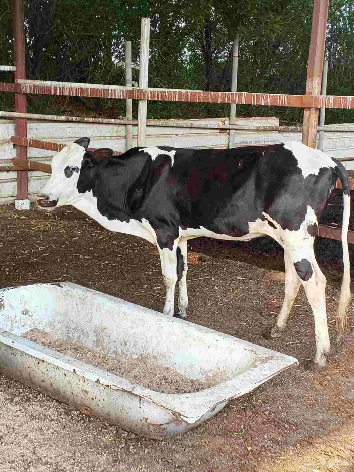 أعراض لكم بقر ثنتين جواميس وثنتين بلدي 6