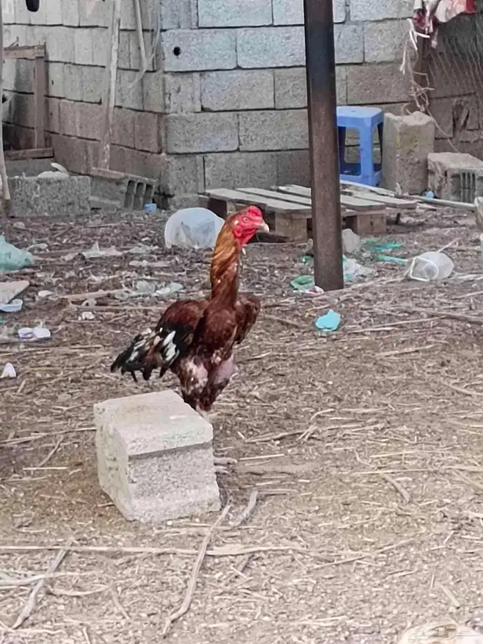 ديك باكستاني 2